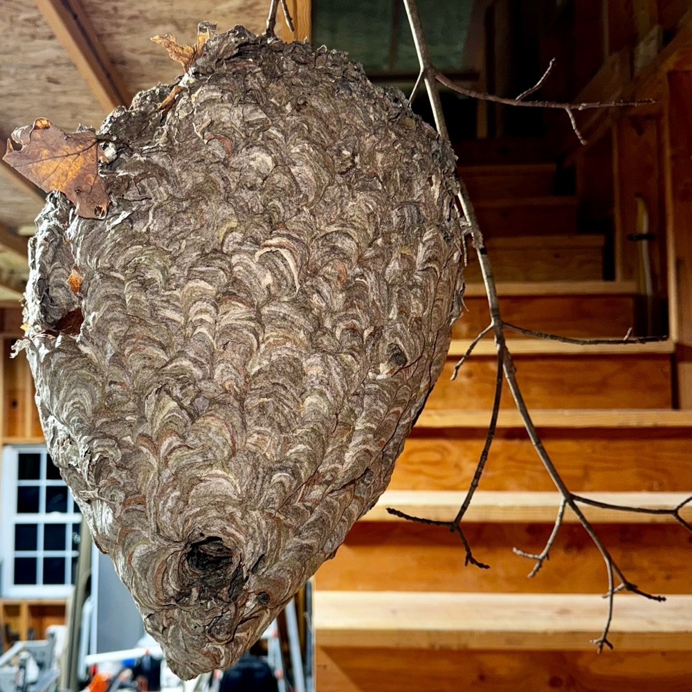 Bald faced nest wood boring made with branches